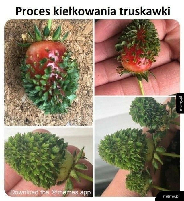 Proces kiełkowania truskawki