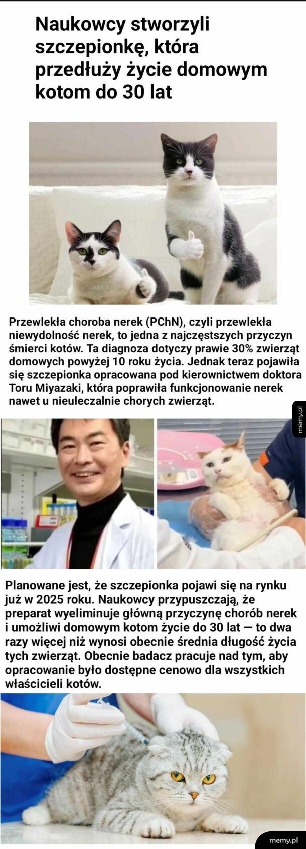 Szczepionka, która ma przedłużyć kotom życie