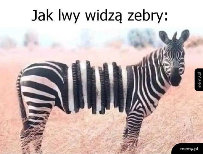 Jak lwy widzą zebry