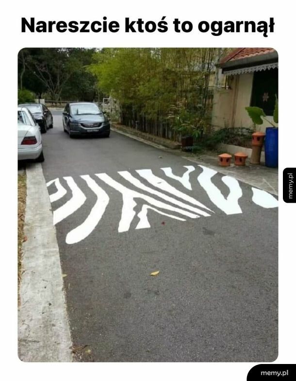 Zebra