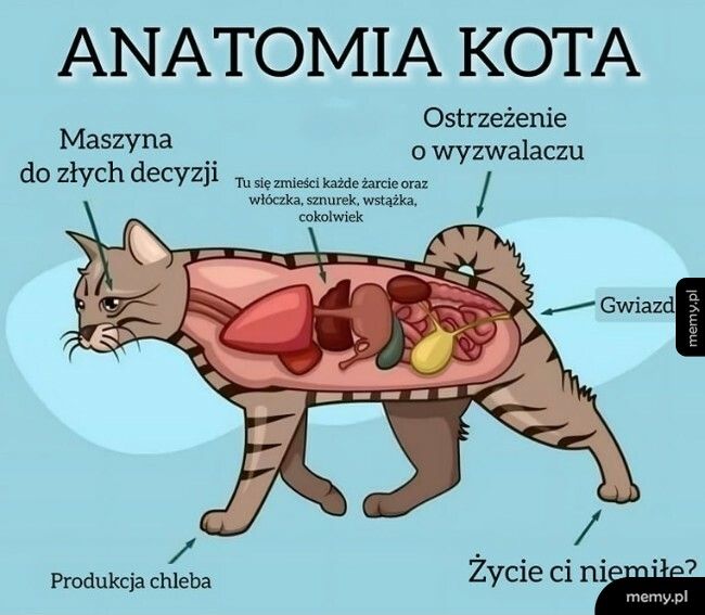 Anatomia kota