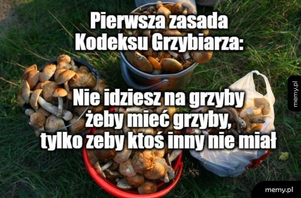 Grzybki