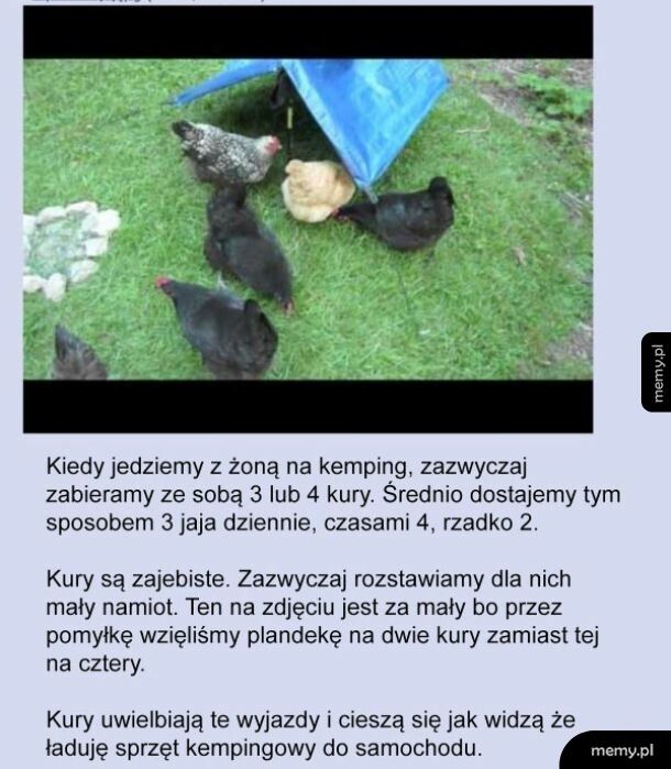 Kury są super