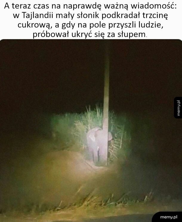 Mały cwaniaczek :)