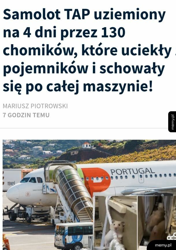 Dzielne chomiczki, bądźcie wolne!