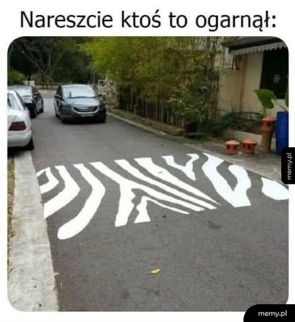 Zebra jak malowana