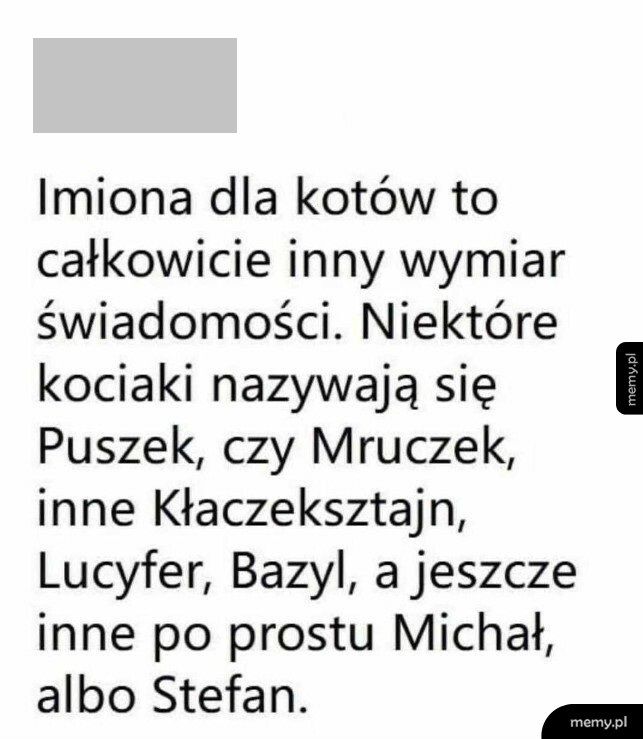 Imiona dla kotów