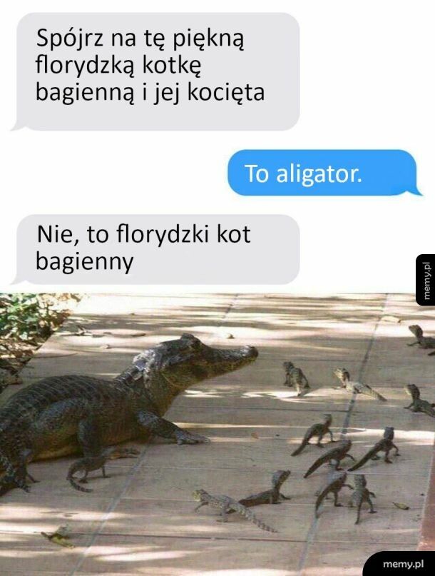 Florydzki kot bagienny