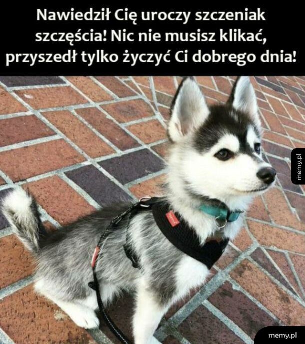 Miłego dnia
