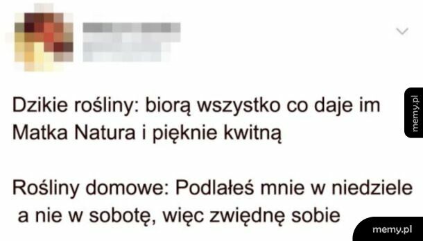 Dzikie rośliny vs domowe