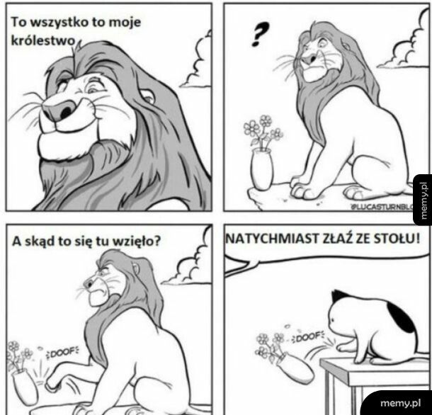 Jak się widzą koty