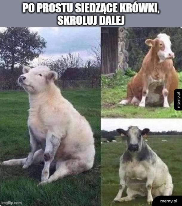 Siedzą sobie