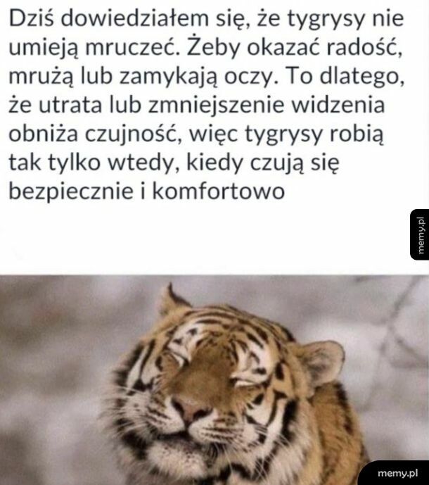 Tygrys też ma uczucia