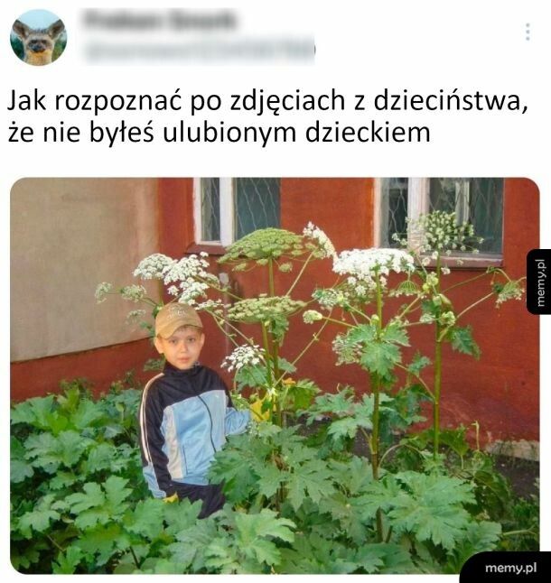 Barszcz sosnowskiego