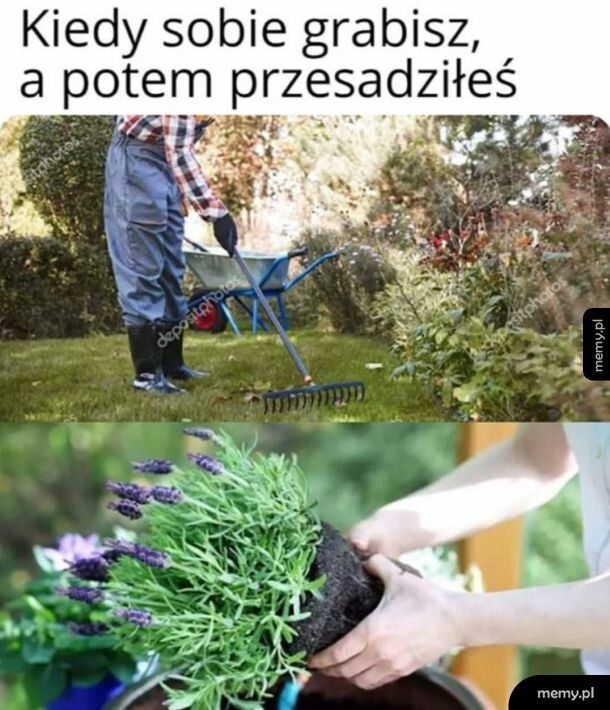 Sucharek ogrodniczy