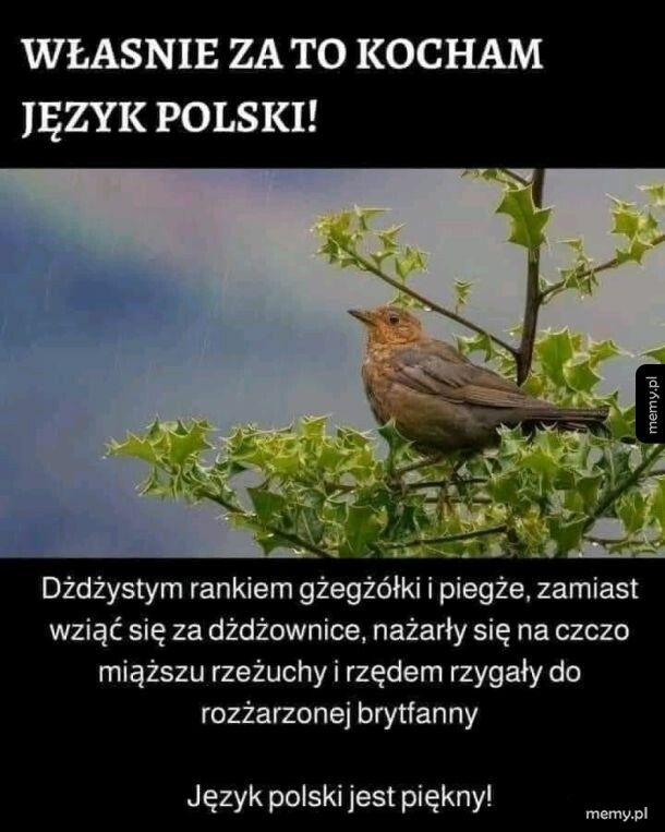 Piękny i soczysty