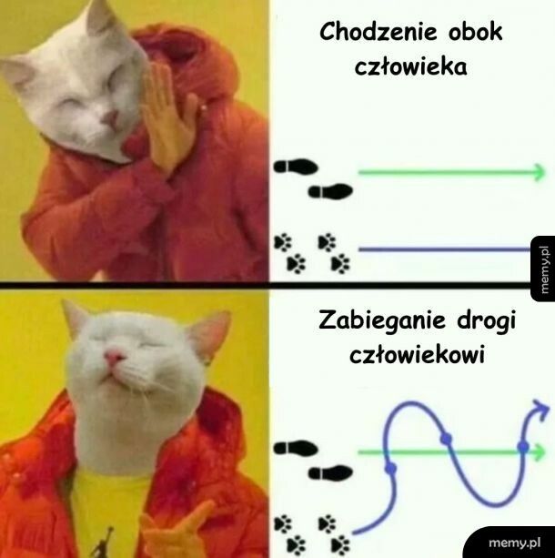 Szlak kota
