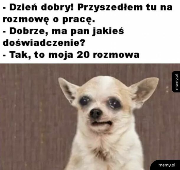 Solidne doświadczenie