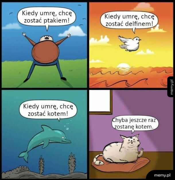 Koty
