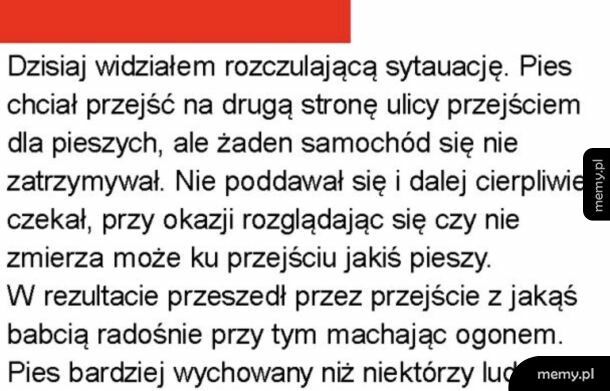 Bardziej wychowany od ludzi