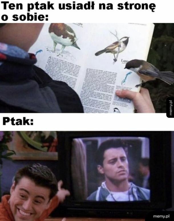 Ptak pod wrażeniem