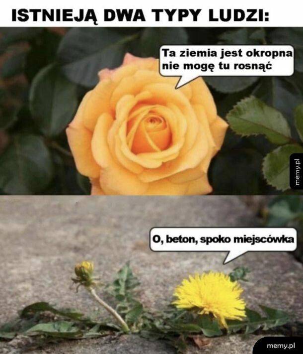 Prawda