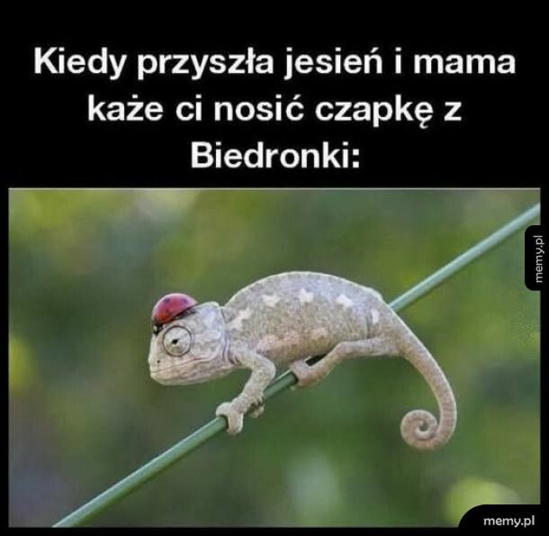 Czapka z Biedronki