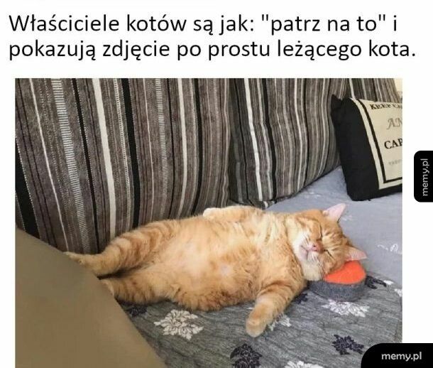 Koty