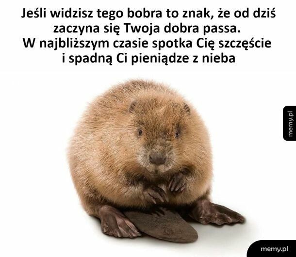 Bober szczęścia