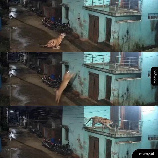 Tygrys skoczył 3m w górę i spędził noc u ziomka na balkonie
