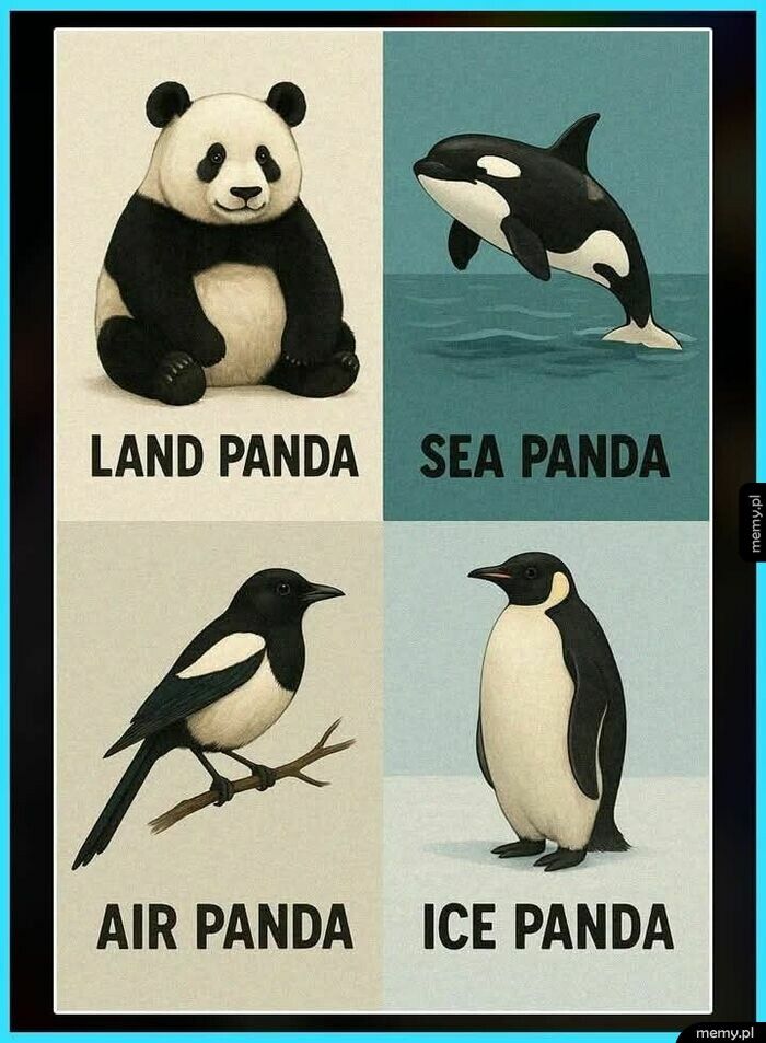 Panda