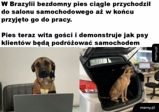 Poważnie wykonuje swoją robotę