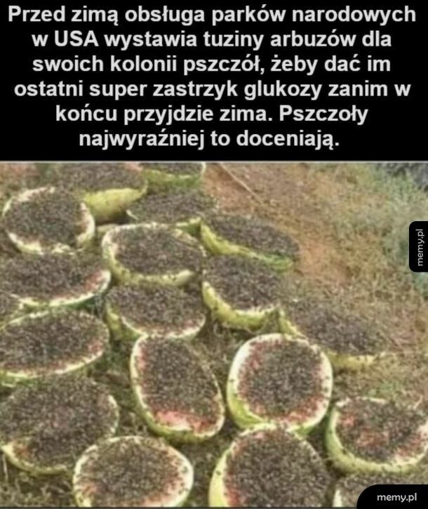 Doceniają