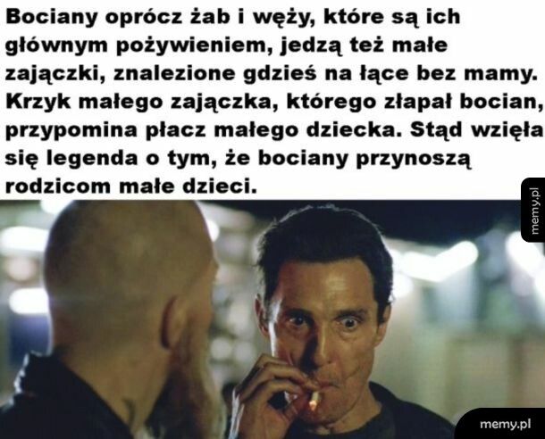 Krwiożercze bociany