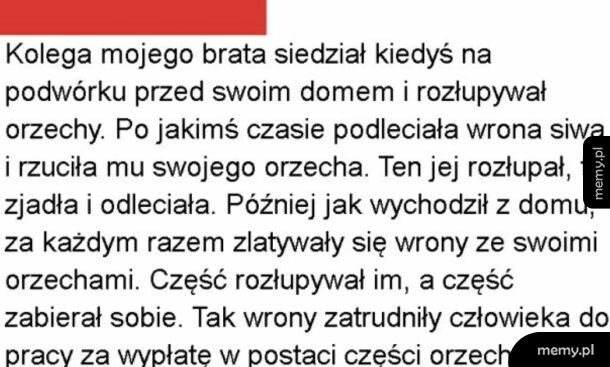 Wrony zrzucają orzechy na jadące auta