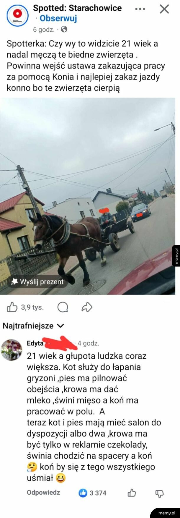 Krowa, kaczka, droga na ostrołękę