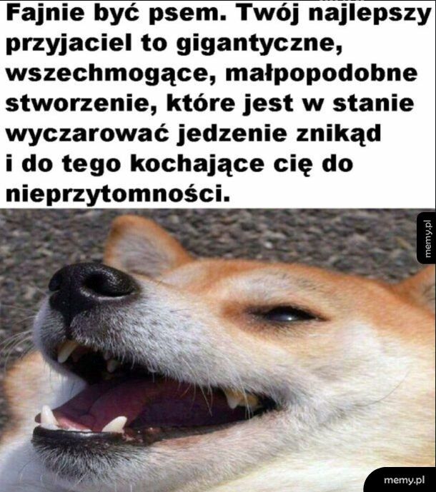 Perfekcyjne życie pieseła
