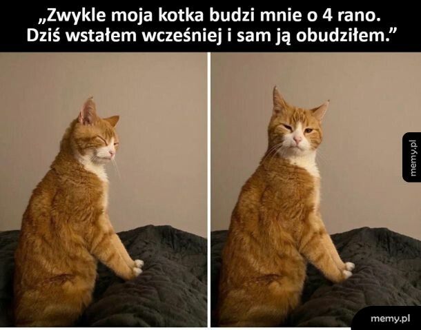 B&oacute;j się boga, budzić tak wcześnie kotka