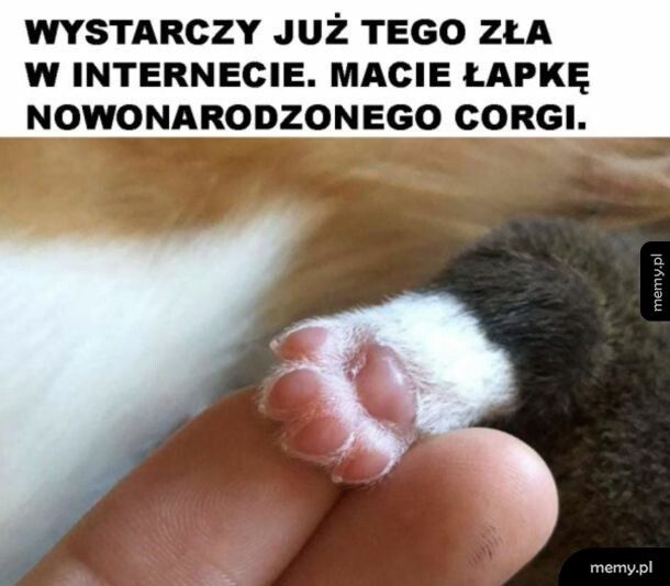 Nareszcie normalny mem