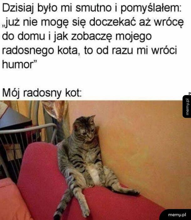 Radosny kot