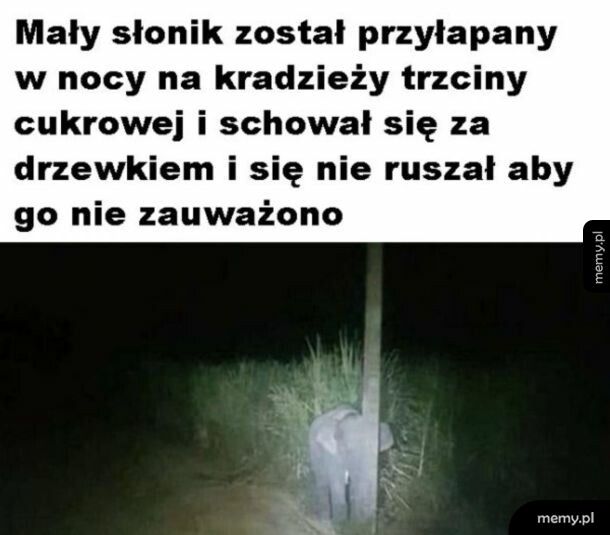 No przecież nikogo nie widać