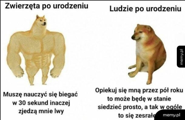 Jak my przetrwalismy