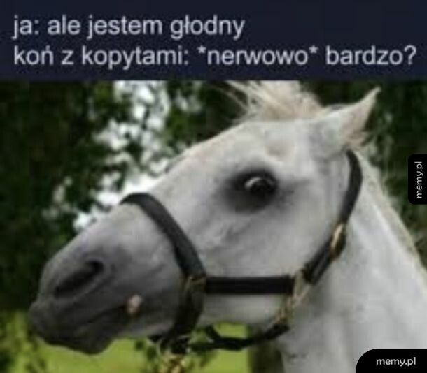 Zjadłbym konia