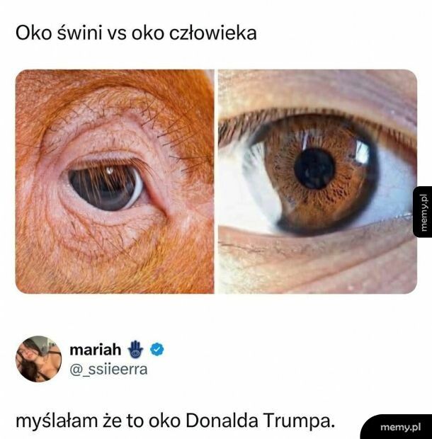 Podobieństwa widać