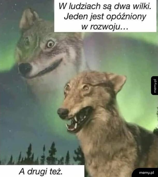 Dwa wilki