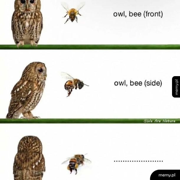 Czytać głosem Schwarzeneggera