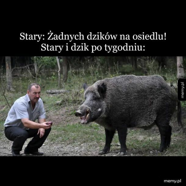 Stary i dzik