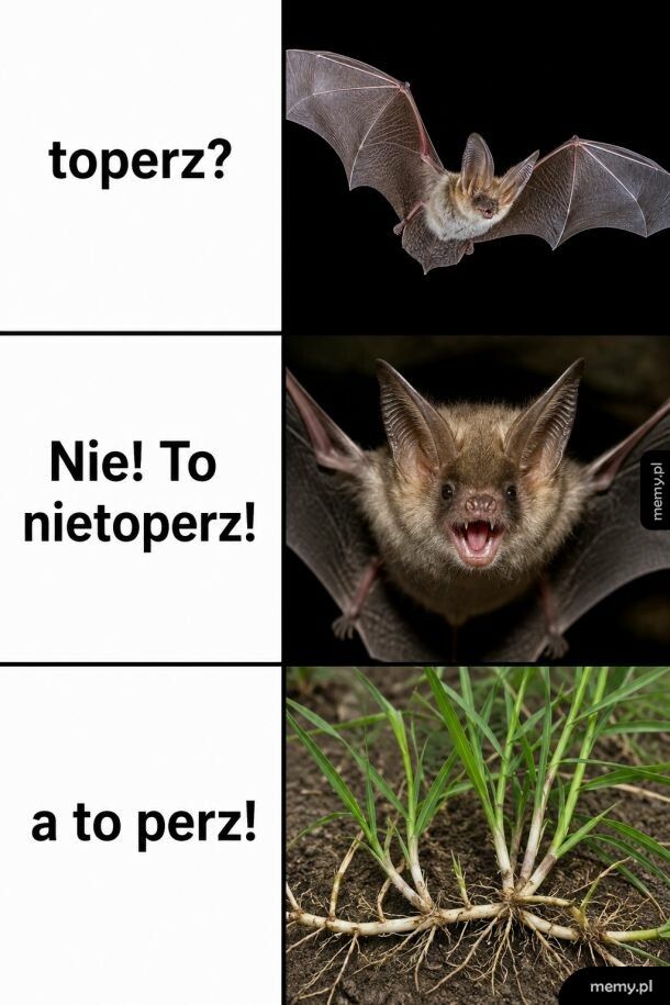 Gacopierz