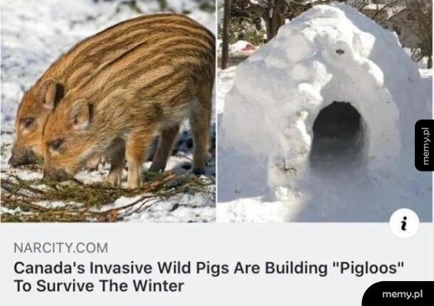 Ewolucja?