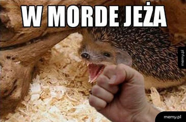 W morde jeża